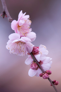 plasmatics-life:  First Sign Spring ~ By