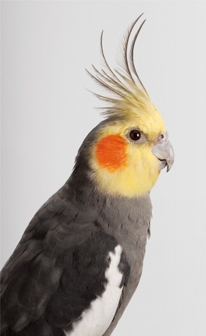  Biloela — Wild Cockatoos, Leila Jeffreys adult photos