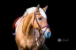 scarlettjane22:  Nadine Equine Photography