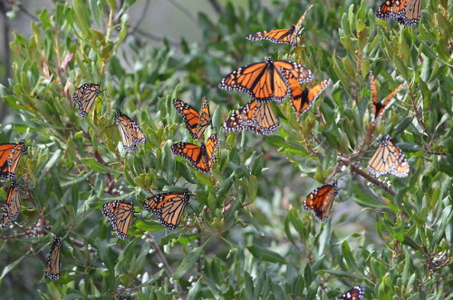 Catching up with a backlog (I had a baby!)These monarchs were seen in Cape May back in September 201