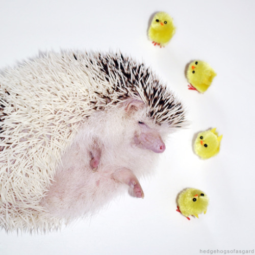 hedgehogsofasgard:Happy Easter!