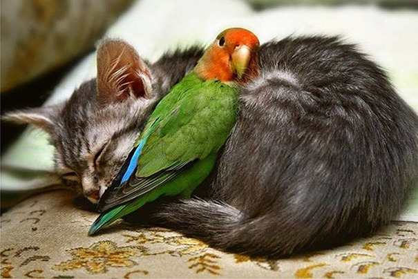 tastefullyoffensive:  Animals Using Other Animals as Pillows [boredpanda]Previously: