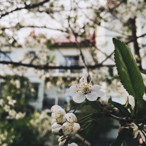 delta-breezes:Babes in Boyland