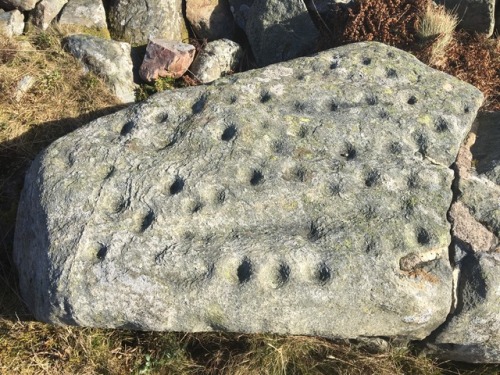 Koru trying his paw at archaeology, and/or disrespectfully standing on top of a Bronze Age carved st