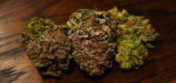 shesmokesbong:  Blackberry kush again because its purdy~