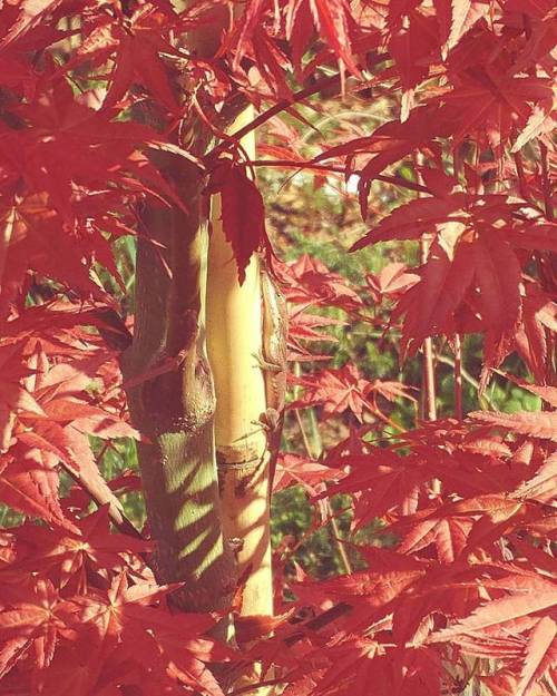 #red #leaves #lizard #japanesemaple #circle #frame #tree #wilmington