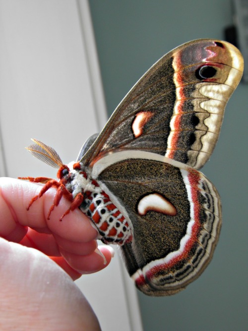 thesummerofmoths:Cecropia Moth