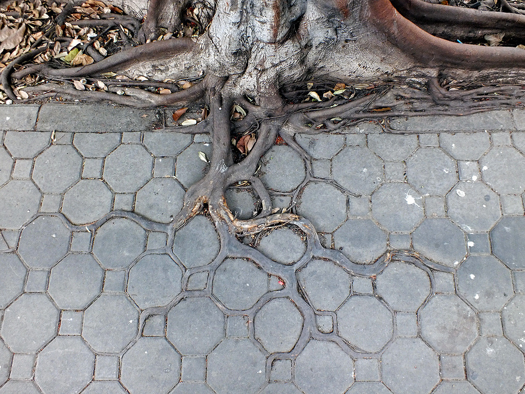 maryjane-and-autumnrain:  adaptive roots in the concrete jungle  Where there&rsquo;s