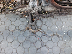 maryjane-and-autumnrain:  adaptive roots in the concrete jungle  Where there&rsquo;s a will, there&rsquo;s a way.