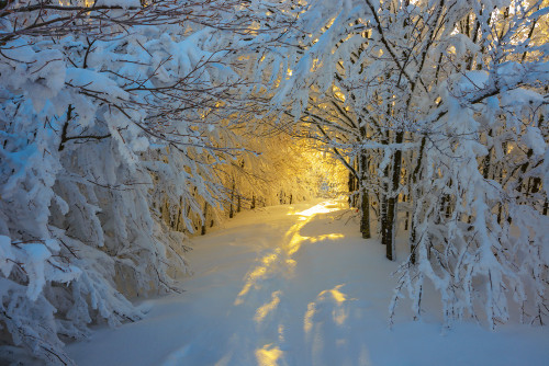 ponderation:Sunrise in Foreste Casentinesi, Monte Falterona, Campigna National Park - Italyby Robert