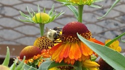 This cute little bee was working so hard on a flower at Lowe&rsquo;s 😊🐝