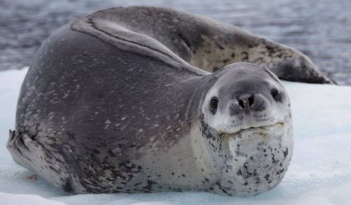He's So Mustache! My Personal Favorite Is Leopard Seals. I Like Their Faces