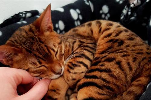 cutecornflakes:May your new year be as peaceful as my cat is right now.