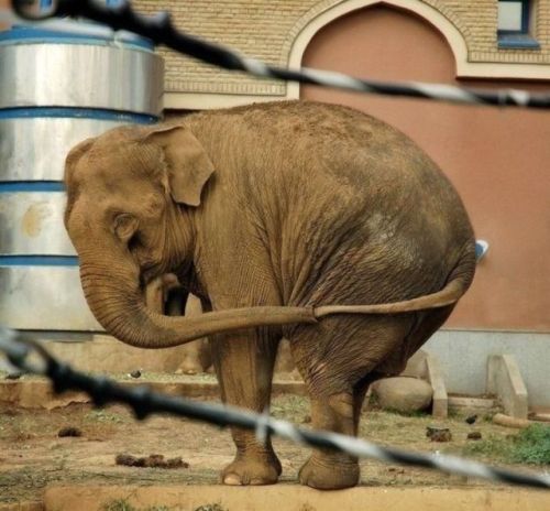 fantasticcatadventures:  awwww-cute:An elephant that accidentally sucked its tail into its trunk  WHAT A MAJESTIC, BEAUTIFUL AND TRULY FLAWLESS CREATURE