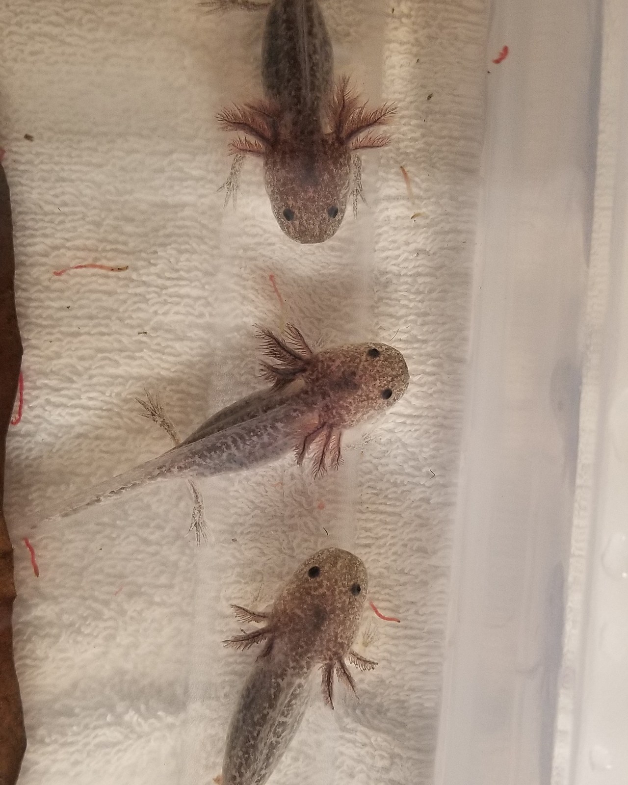 Diddles Axolotls Diddles Axolotls