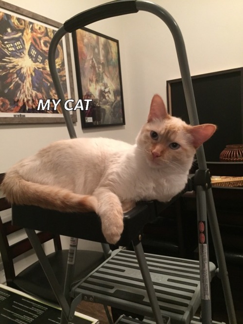 I mean really buddy I need to put the step ladder away.