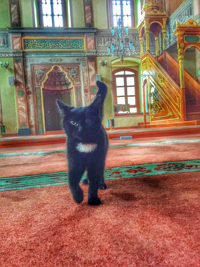 hokeydokeyspokey:  boredpanda:    Imam Opens Mosque’s Doors To Stray Cats To Keep