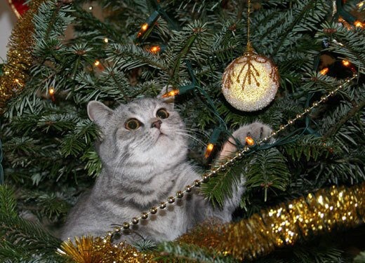 catsuggest:  