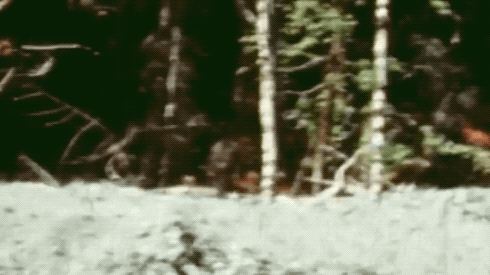 wilwheaton:bigfootin:Patterson-Gimlin film stabilization workThis is later in the film in different 