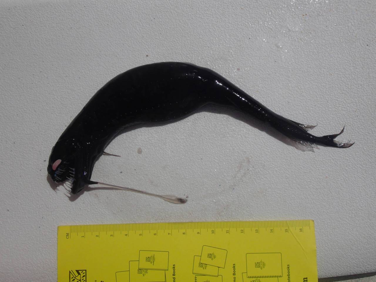 unexplained-events:  Black Dragonfish Also known as the Idiacanthus atlanticus. They