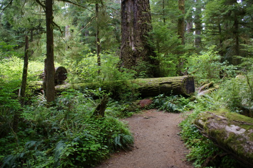 pnw-forest-side:Cutting through, because trees fall down - Quinault Rainforest Loop   Home❤️