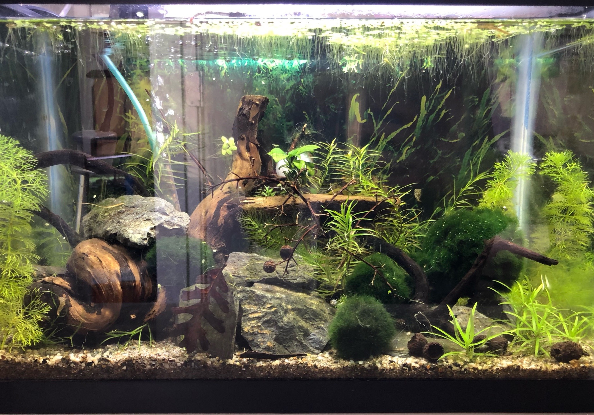 Services - Aquarium Maintenance & Installation Services Evansville, IN -  Whitlyn Aquatics