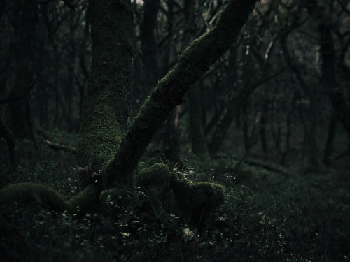 ardley:Forests of the United KingdomPhotographed by Freddie Ardley | website | instagram