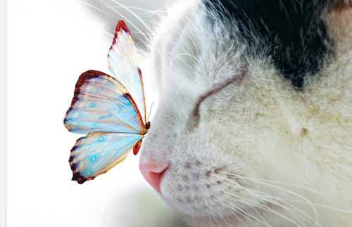 caterville:Butterfly Kisses