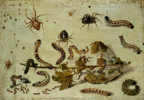 centuriespast: Various Spiders and Caterpillars, with a Sprig of Gooseberry Jan van Kessel the elder