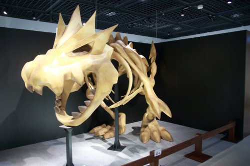 Images From The Pokemon Fossil Exhibit.