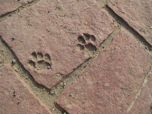 Pawprints - Holy Monastery of St Nicholas of the Cats, Cyprus (by sylvesterca1)