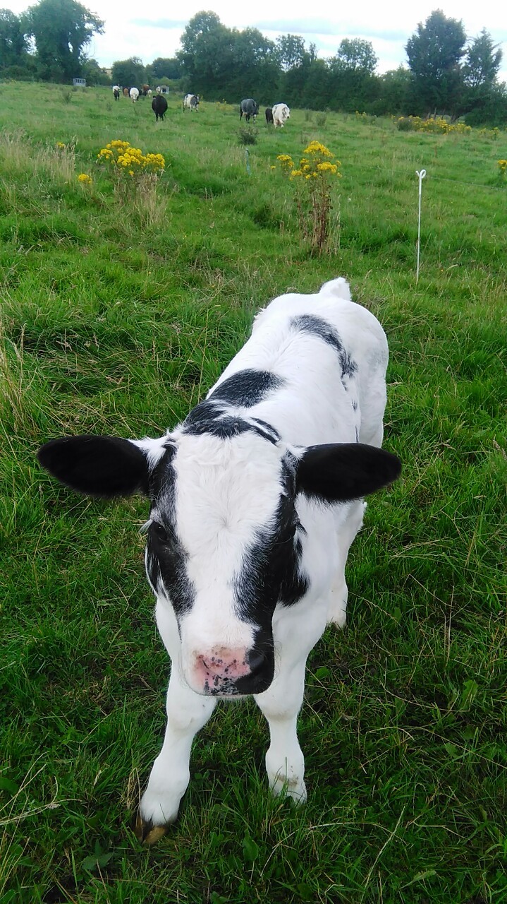 cowsncatsbestpets:  Our 1st 3 Autumn calves