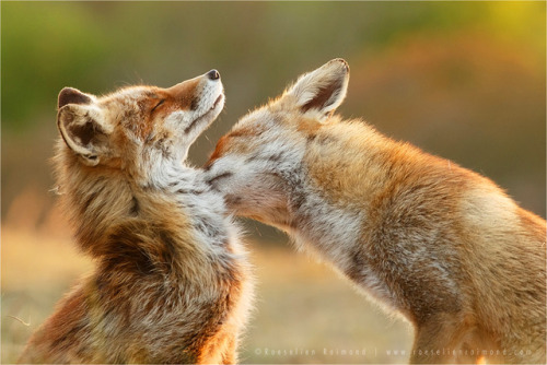 Porn everythingfox: 💞 Photo by  Roeselien Raimond photos