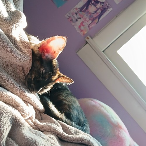 Bathing In The Sunlight.