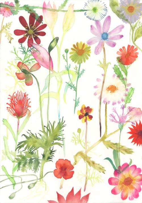 crushculdesac:❖ Painting by Lola Rose Thompson || Wild Flowers of Greece and Other Tools for Suicide