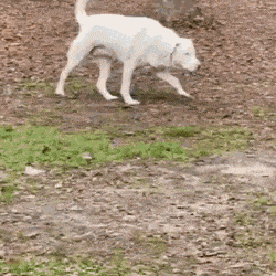 The Blind Dog Found The Owner By Smell via /r/aww https://ift.tt/HnzByoY #cute#animal#adorable#funny#wholesome#puppy#kitten#kitty#dog#cat#animals#reddit