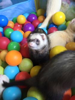 aeyze:  Today at work the ferrets got to play in the Ball Pit. We’ve got Buster, Bella, Gripper, Donny, Kali and Ned.  my family &lt;3 &lt;3 &lt;3 &lt;3