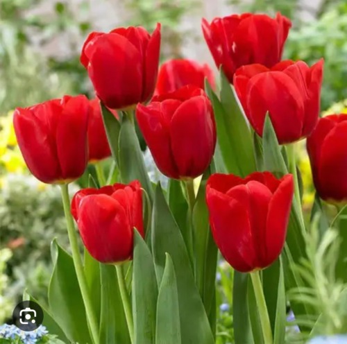 Jellical Cats' Favorite Flowers