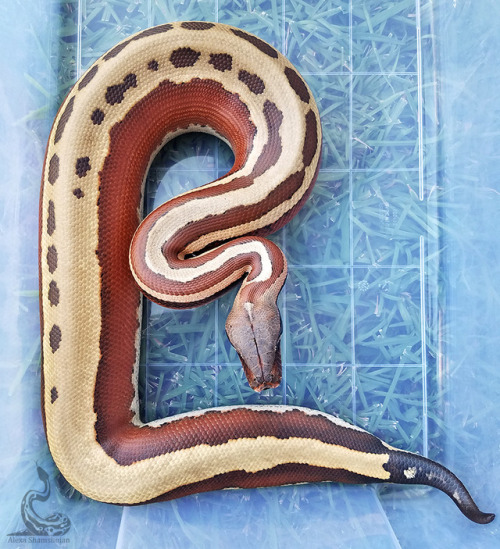 fimbry:Tide is such a phenomenal snake!Python brongersmaiStill in love w him