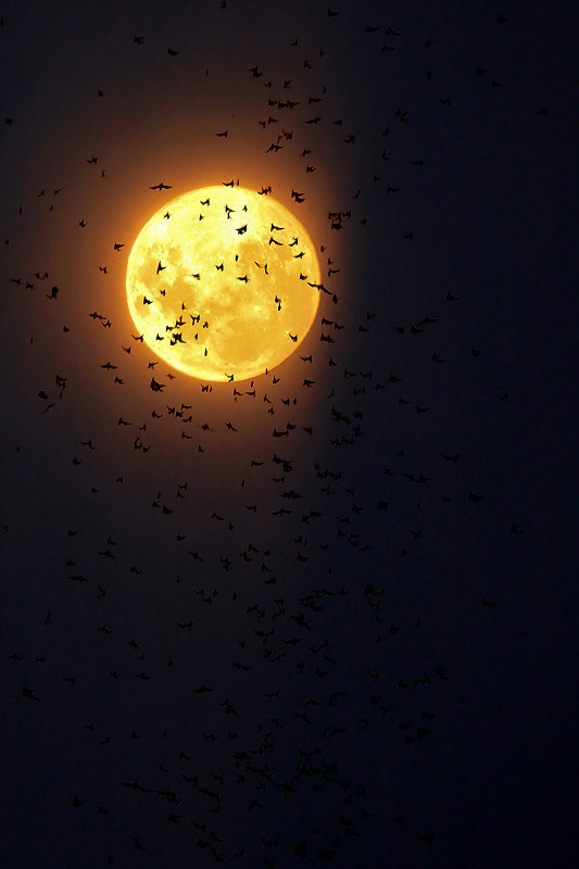 opticallyaroused:    bats in moon light   Khatawut J  