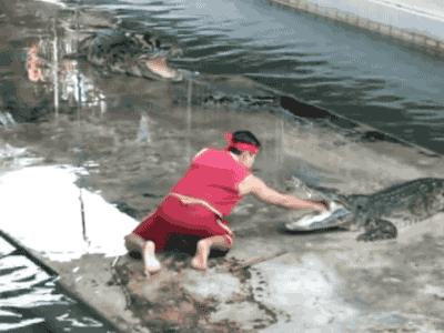 gifsboom:  Unexpected accident at crocodile show 