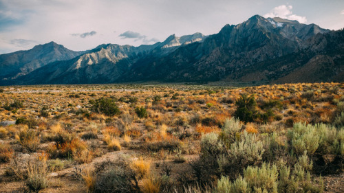 Inyo National Forest, California.