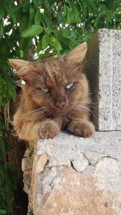 my-cat-trastu: Brown  &amp; green