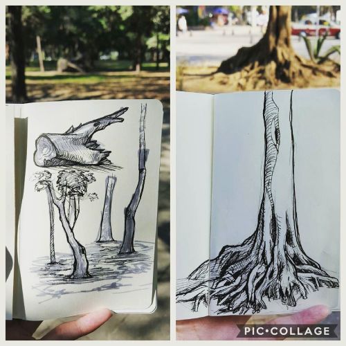 A little ink sketching of trees in Mexico City today. Some awesome shapes on them. Broke in the new 