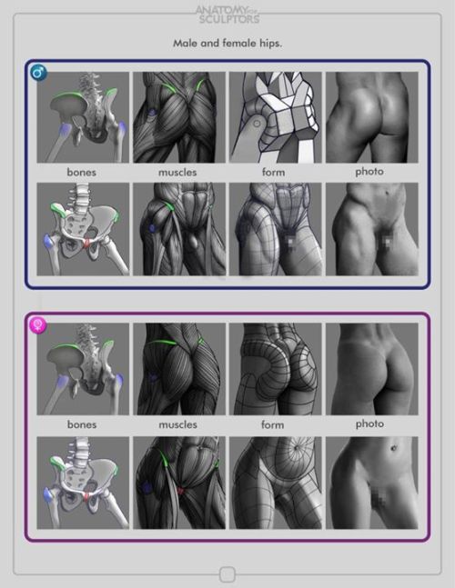 Sex daunt:  eyecager:  Torsos tips from Anatomy pictures