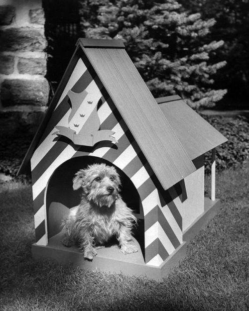 A Norwich Terrier sitting in a fancy dog house that is shaped and designed like the Royal Guard&