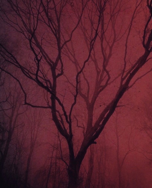 Nona Limmen