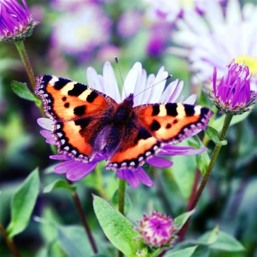 Tortoiseshell Butterfly Nectaring.