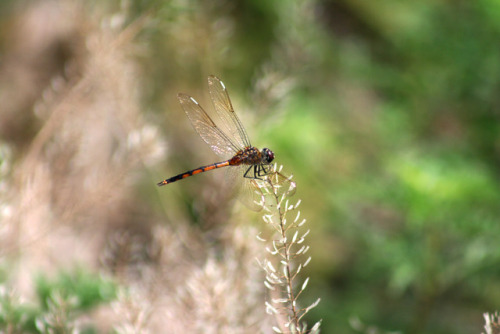 Four-spotted pennant, Orlando Wetlands - Christmas, FL