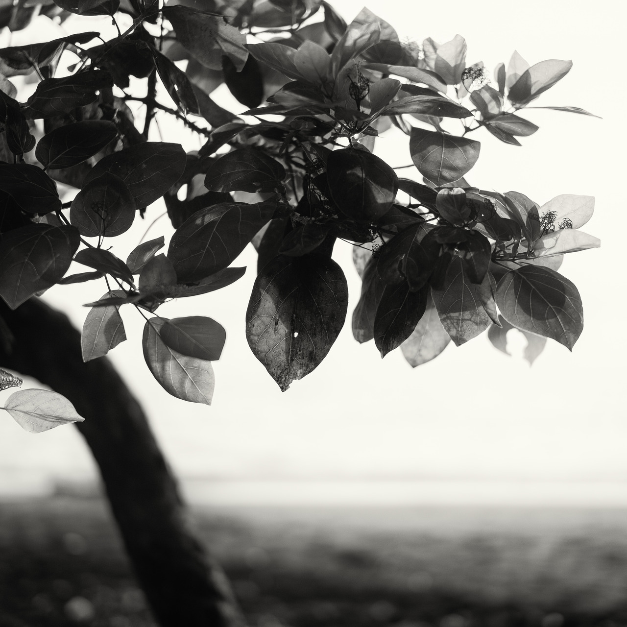 asikicollection:  by asiki
